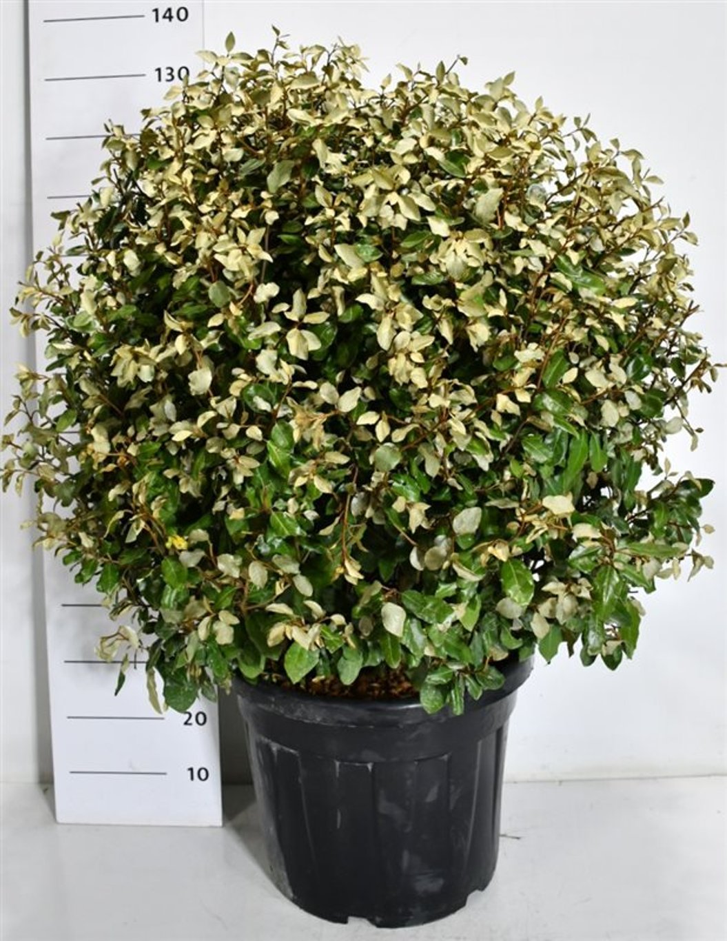 Silverolvon – Elaeagnus ebbingei &
