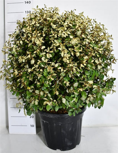 Silverolvon – Elaeagnus ebbingei &