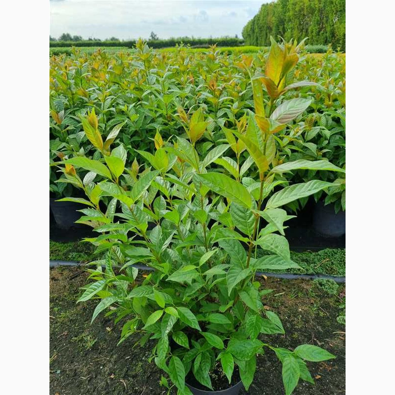 Knoppslinga – Cephalanthus occidentalis 'Sugar Shack' - C4,6 40-60 CM