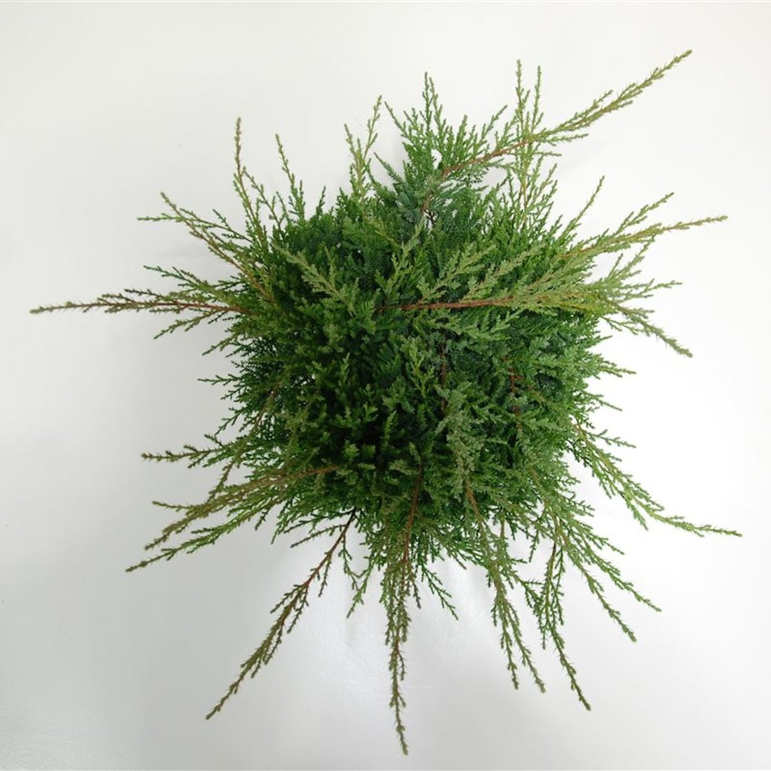 Pfitzer-en – Juniperus pfitzeriana 'Pfitzeriana Compacta' - C5 30-40 cm.