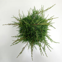 Pfitzer-en – Juniperus pfitzeriana 'Pfitzeriana Compacta' - C5 30-40 cm.