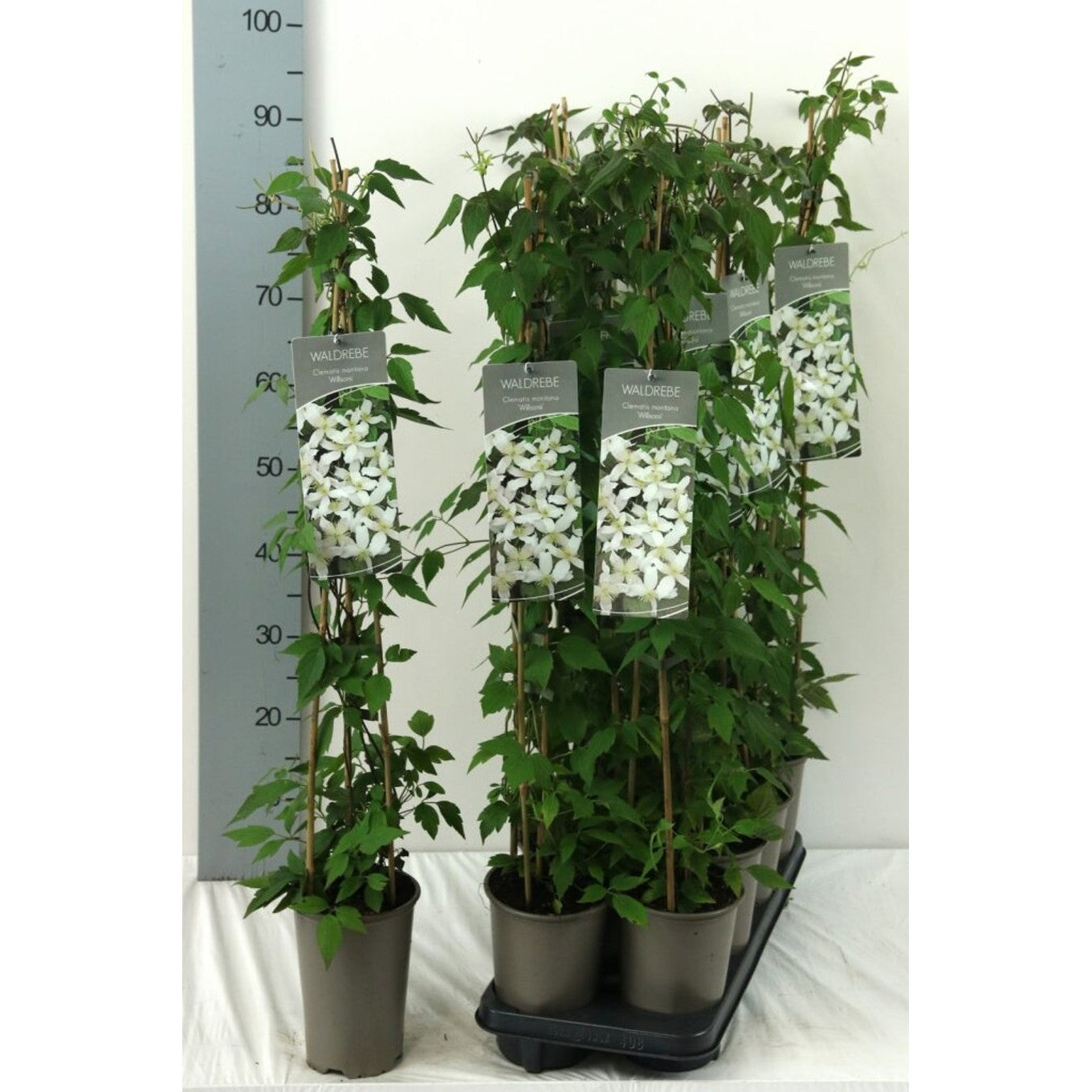 Klematis – Clematis montana wilsonii - C2 60-80 CM Stick