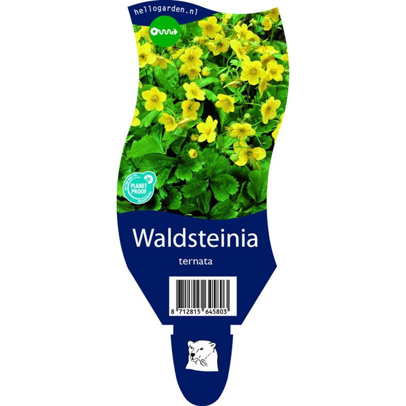 Skogsbingel – Waldsteinia ternata - P11