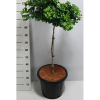 Tempelträd – Ginkgo biloba 'Mariken' - C25 70-80 cm. Stam