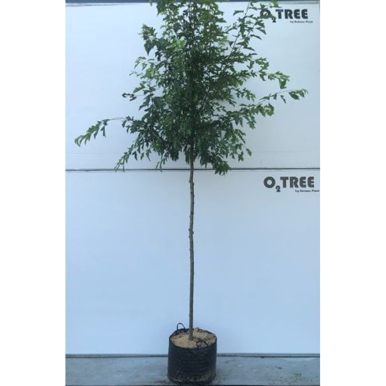 Äpple – Malus toringo 'Brouwers Beauty' - 10/12 in Cont HO/ST