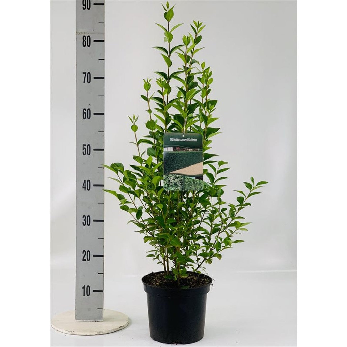 Liguster – Ligustrum ovalifolium - C3 60-80 CM