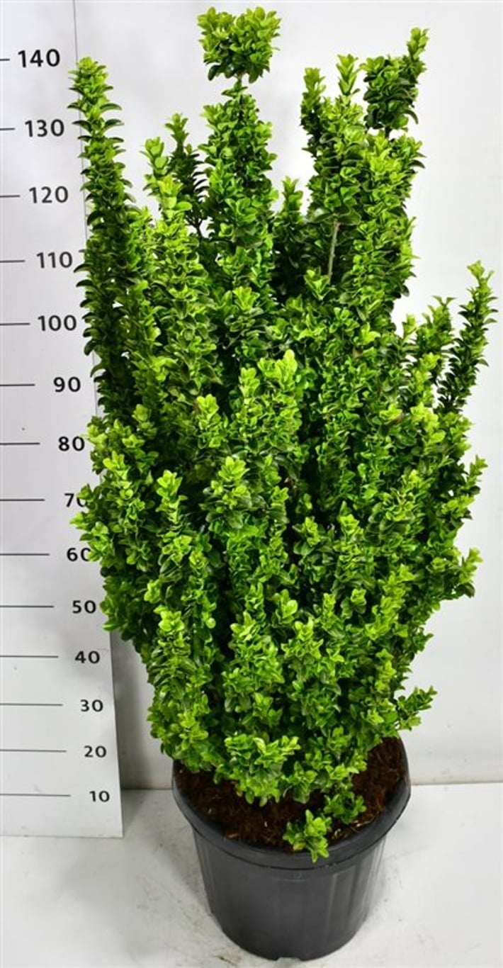 Japansk benved – Euonymus japonicus &