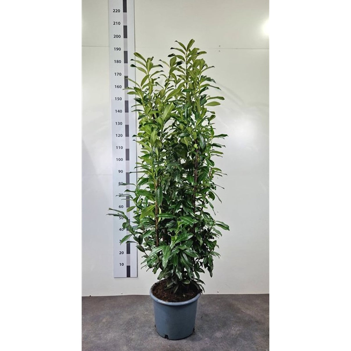 Lagerkörsbär – Prunus laurocerasus 'Genolia' - C20 175-200 CM