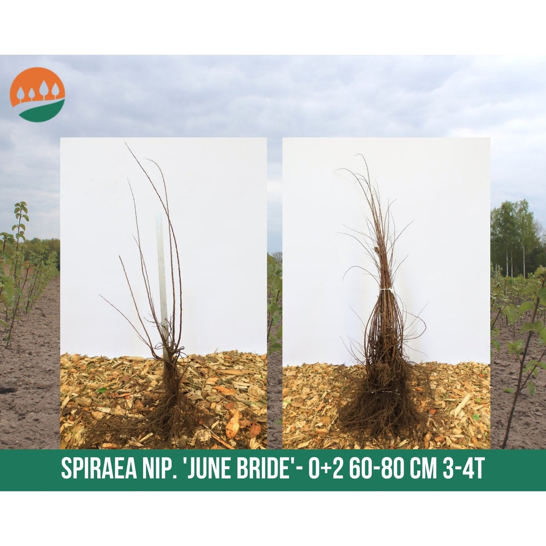Spirea – Spiraea nipponica &