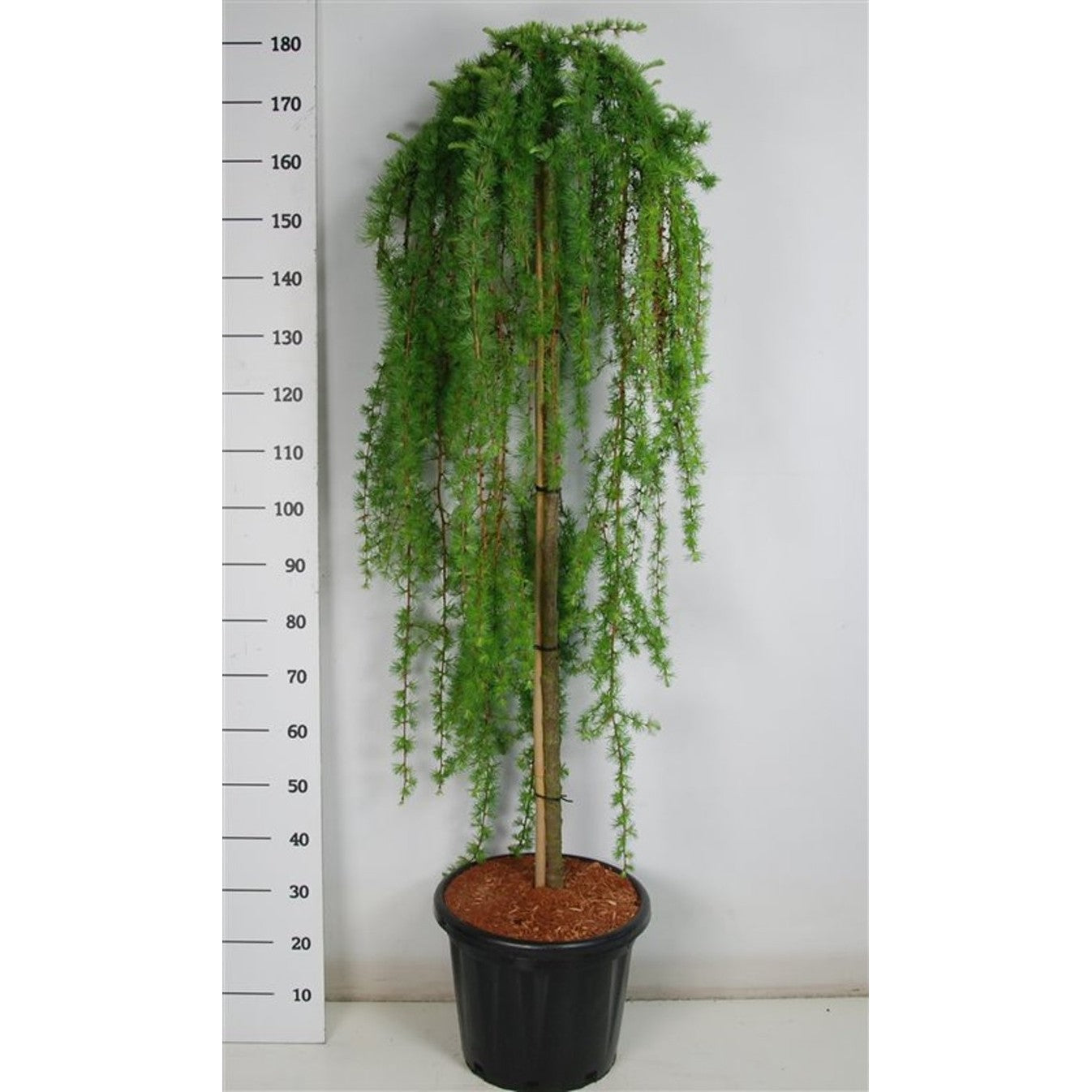 Japansk lärk – Larix kaempferi 'Stiff Weeper' - 150 CM Stem C25