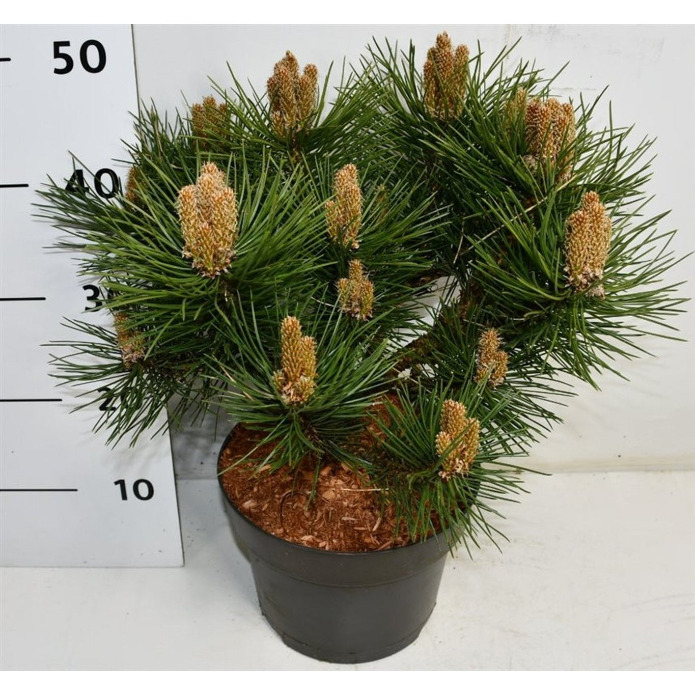 Svarttall – Pinus nigra 'Nana' - C5 30-40 CM
