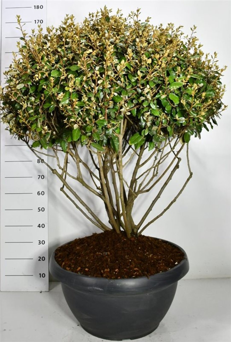 Silverolvon – Elaeagnus ebbingei - C90 120-130 cm. Meerstammig