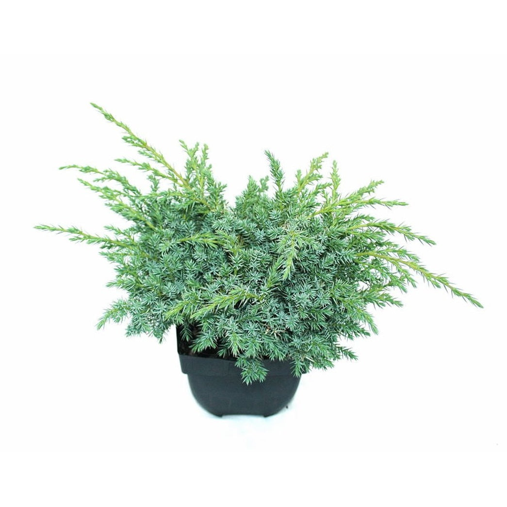 Fjäll-en – Juniperus squamata 'Blue Swede' - C2