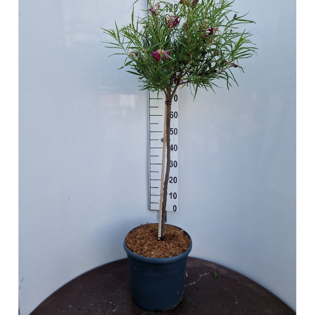 Ökentrumpet – Chilopsis linearis 'Burgundy' - 80 CM Stem C15