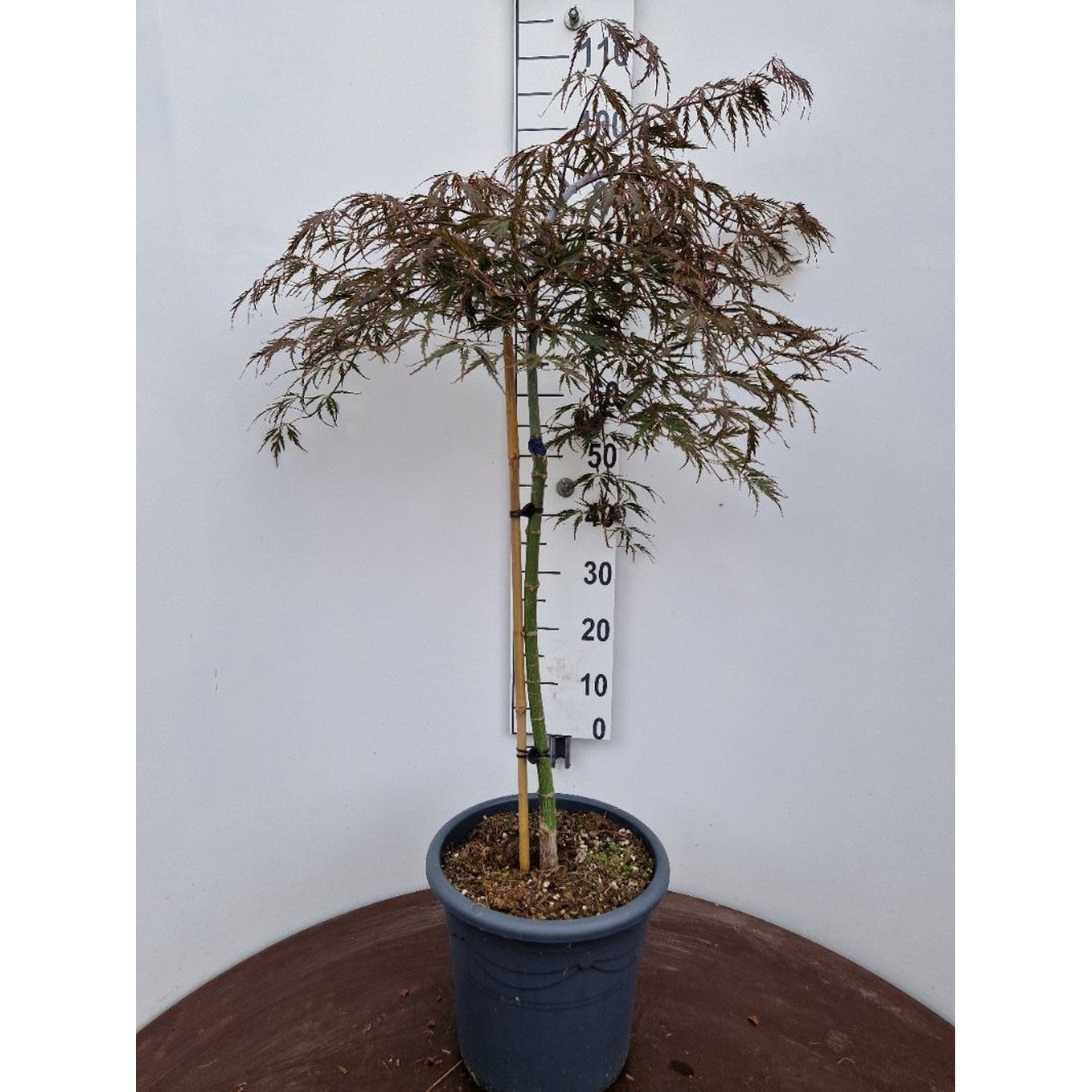 Japansk lönn – Acer pal. 'Tamukeyama' - 50 CM Stem C15