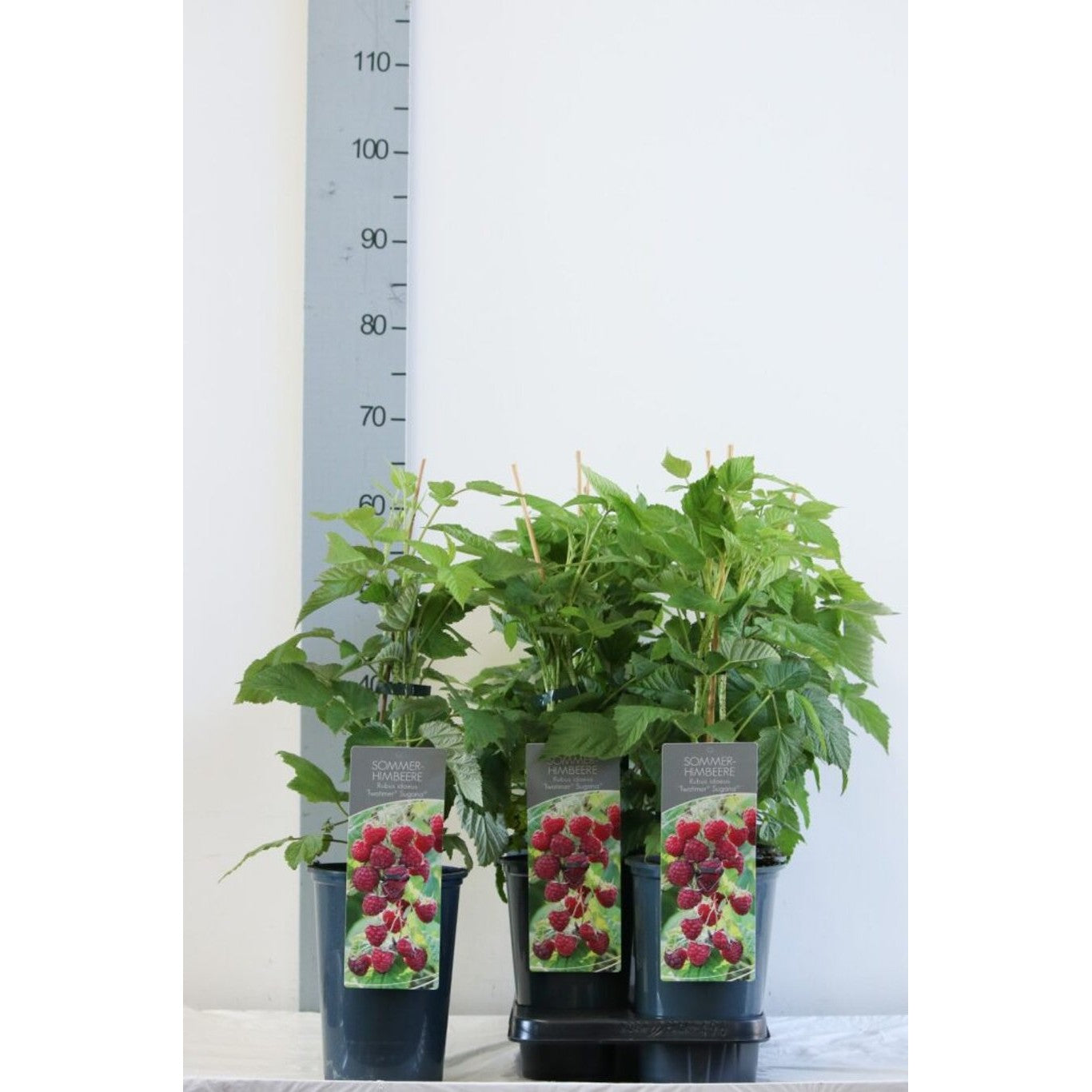 Hallon – Rubus idaeus 'Sugana' - C3 40-60 CM