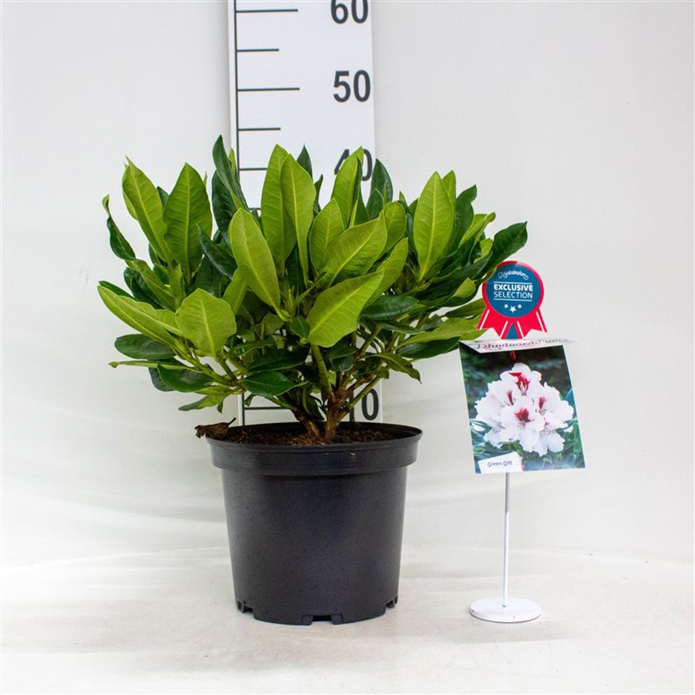 Rhododendron – Rhododendron Hachmann's Picobello - C5 30-40 CM