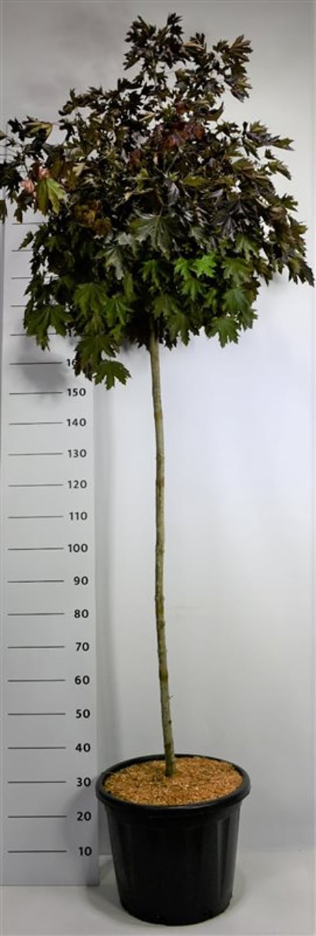 Spetslönn – Acer platanoides &