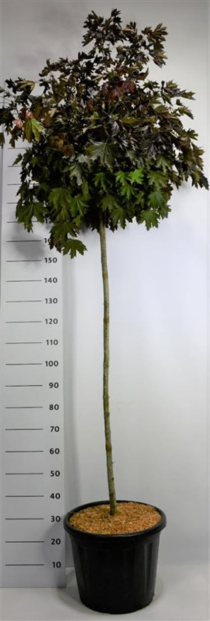 Spetslönn – Acer platanoides &