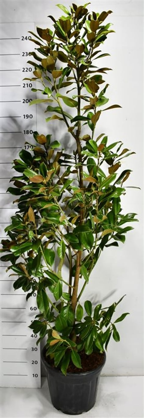 Städsegrön magnolia – Magnolia grandiflora &