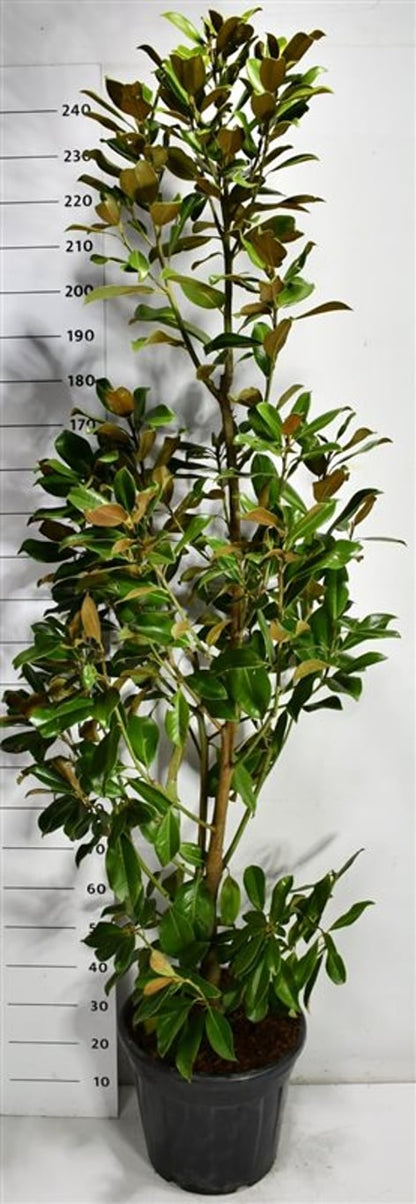 Städsegrön magnolia – Magnolia grandiflora &