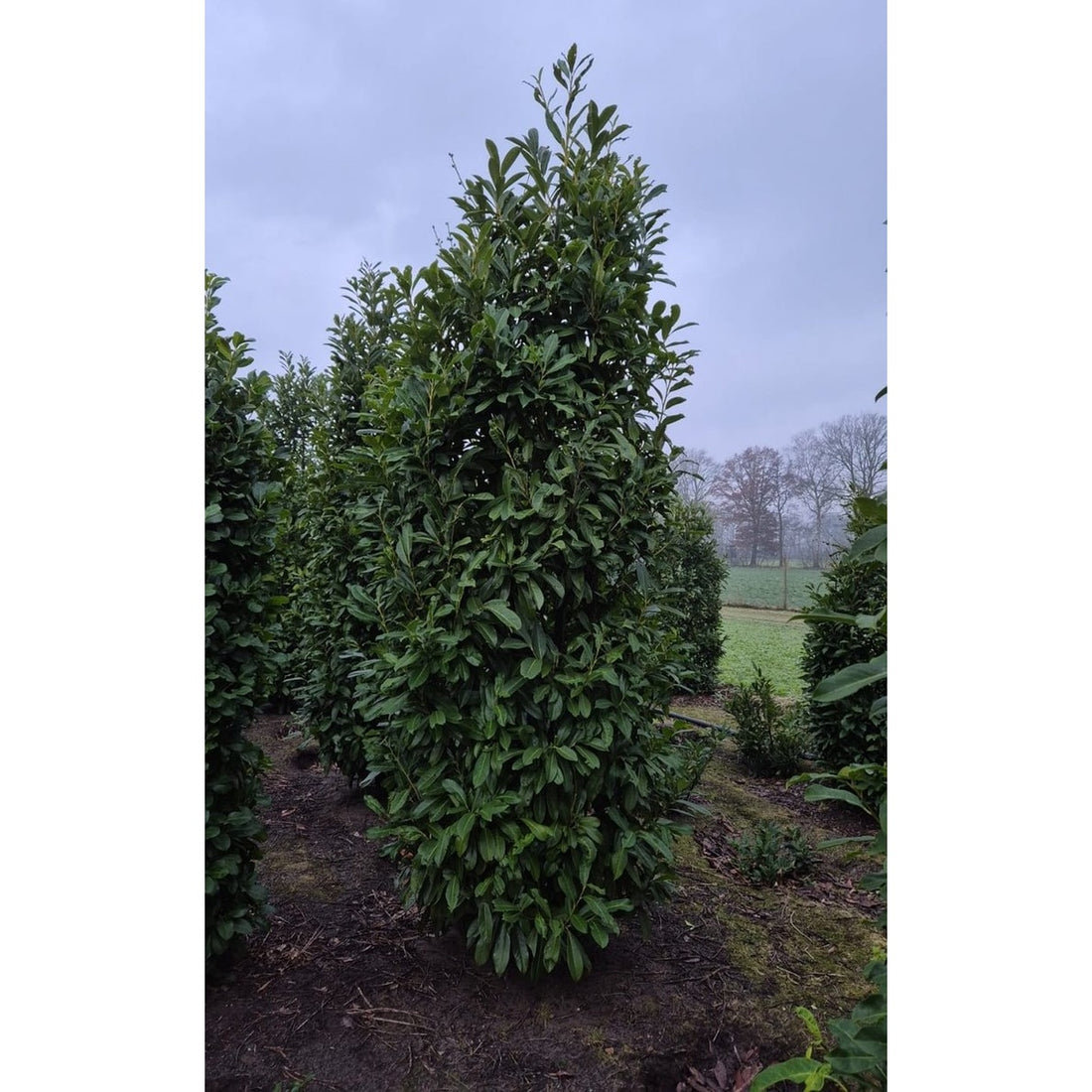 Lagerhägg – Prunus laurocerasus &