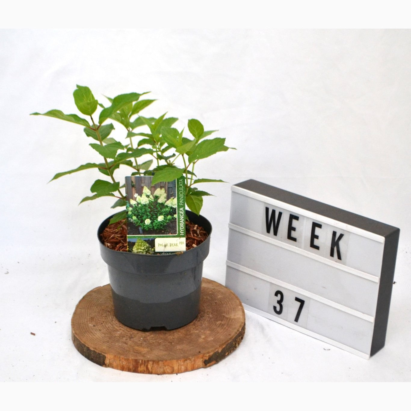 Syrenhortensia – Hydrangea paniculata 'Polar Bear' - C3 20-40 CM