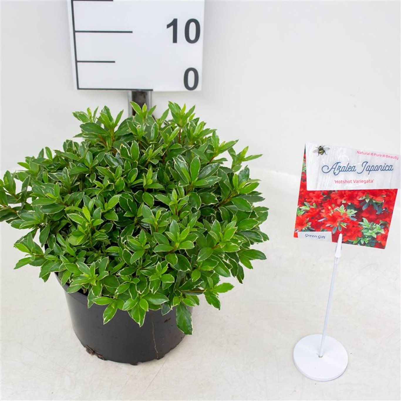 Rhododendron – Rhododendron (AJ); 'Hotspot Variegata' - C4 25-30 CM