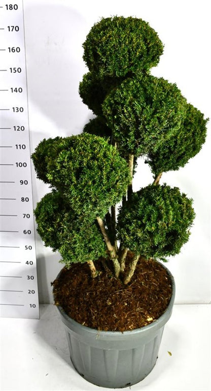 Hybrididegran – Taxus media &
