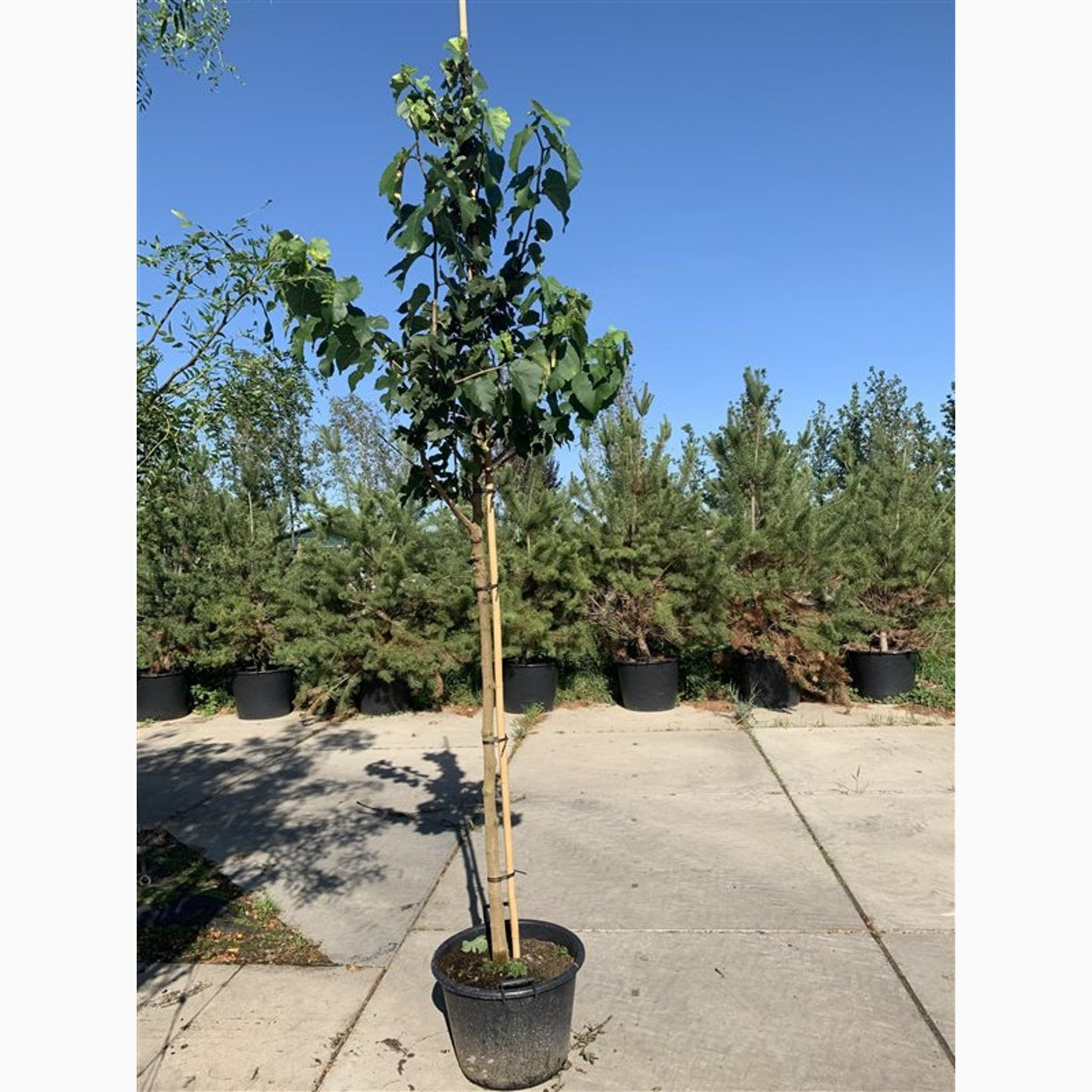 Svart mullbär – Morus nigra - C12 200-250 CM Feathered