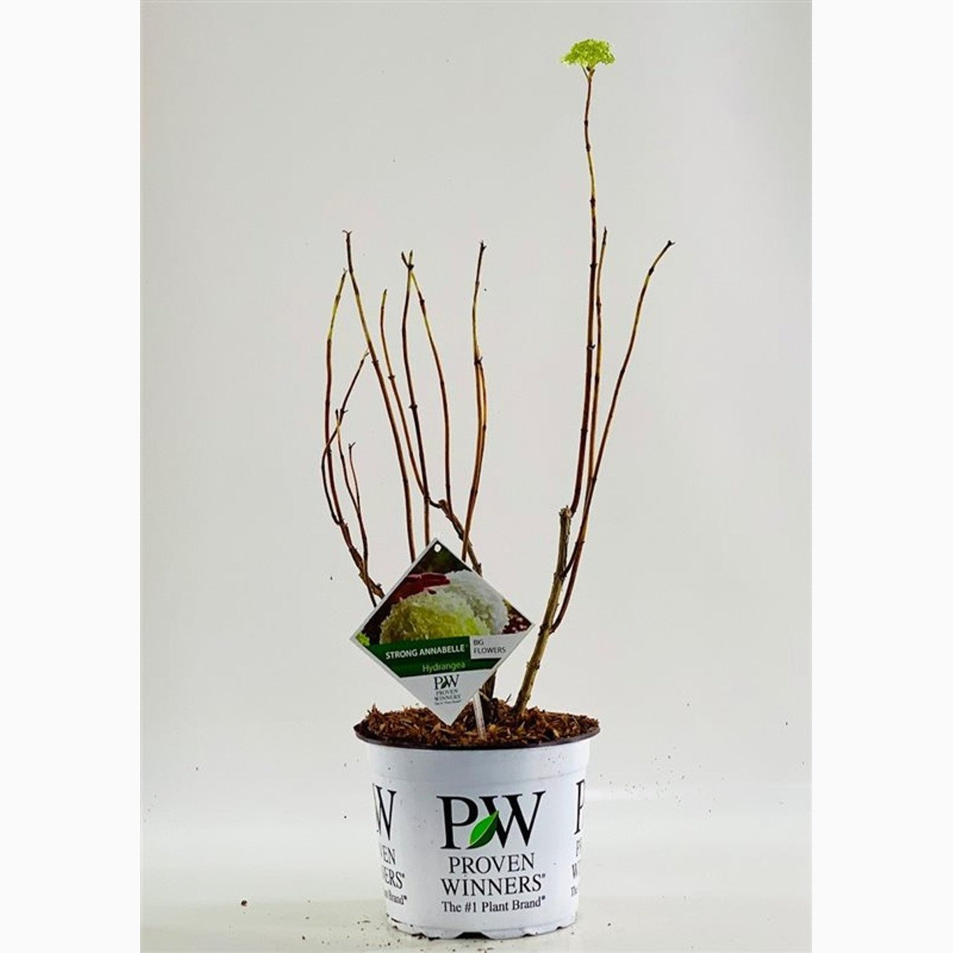 Hortensia – Hydrangea aspera sargentiana - C5 60-80 CM