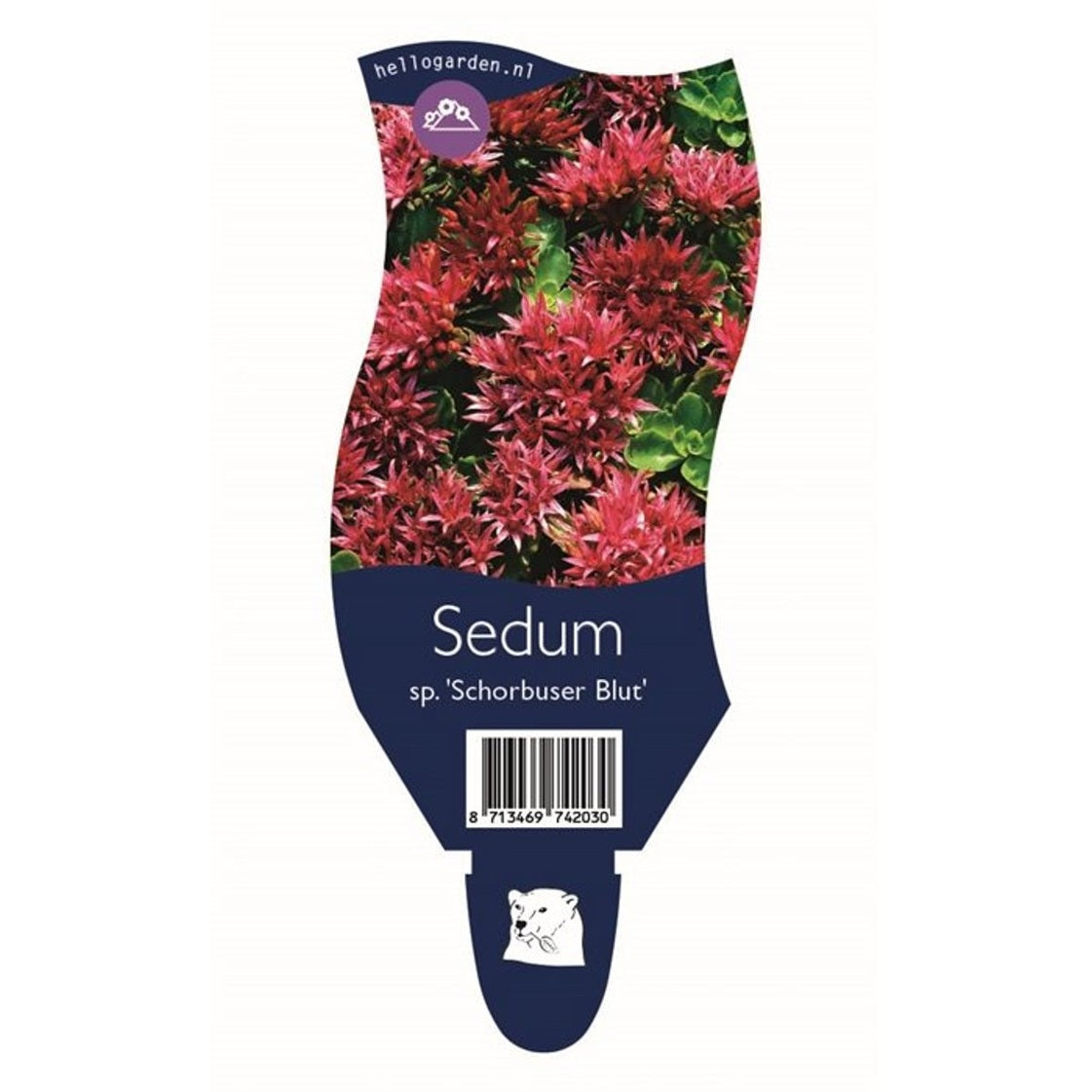 Fetknopp – Sedum 'José Aubergine' - P11