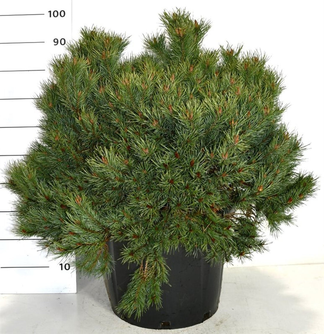 Tall – Pinus sylvestris &