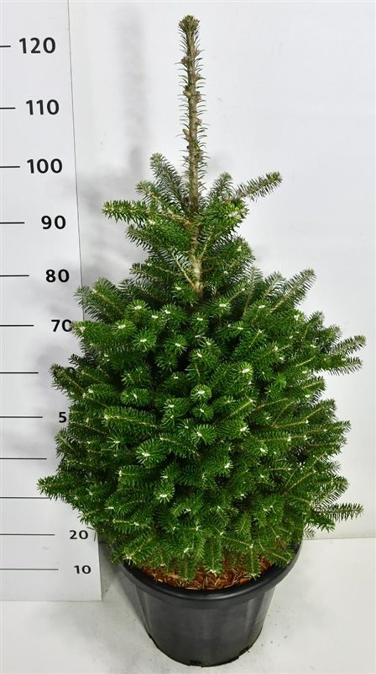Koreagran – Abies koreana - C25 60-80 cm.