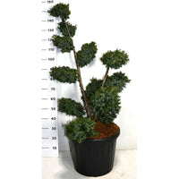 Kinesisk en – Juniperus chinensis 'Blue Alps' - C45 80-100 cm. Multiplateau