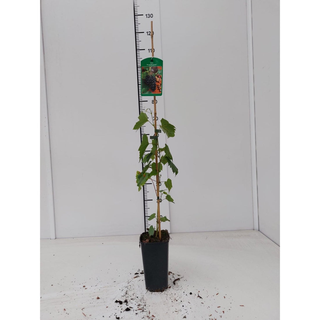 Vinranka – Vitis &