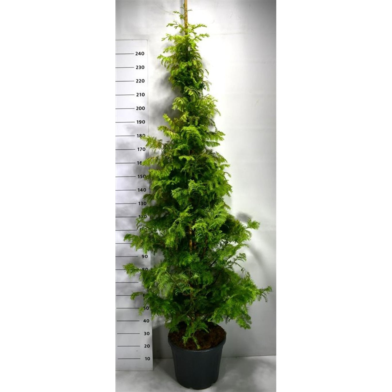 Vattenlärkträd – Metasequoia glyptostroboides 'Amber Glow' - C35 200-250 cm.