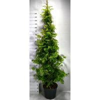 Vattenlärkträd – Metasequoia glyptostroboides 'Amber Glow' - C35 200-250 cm.