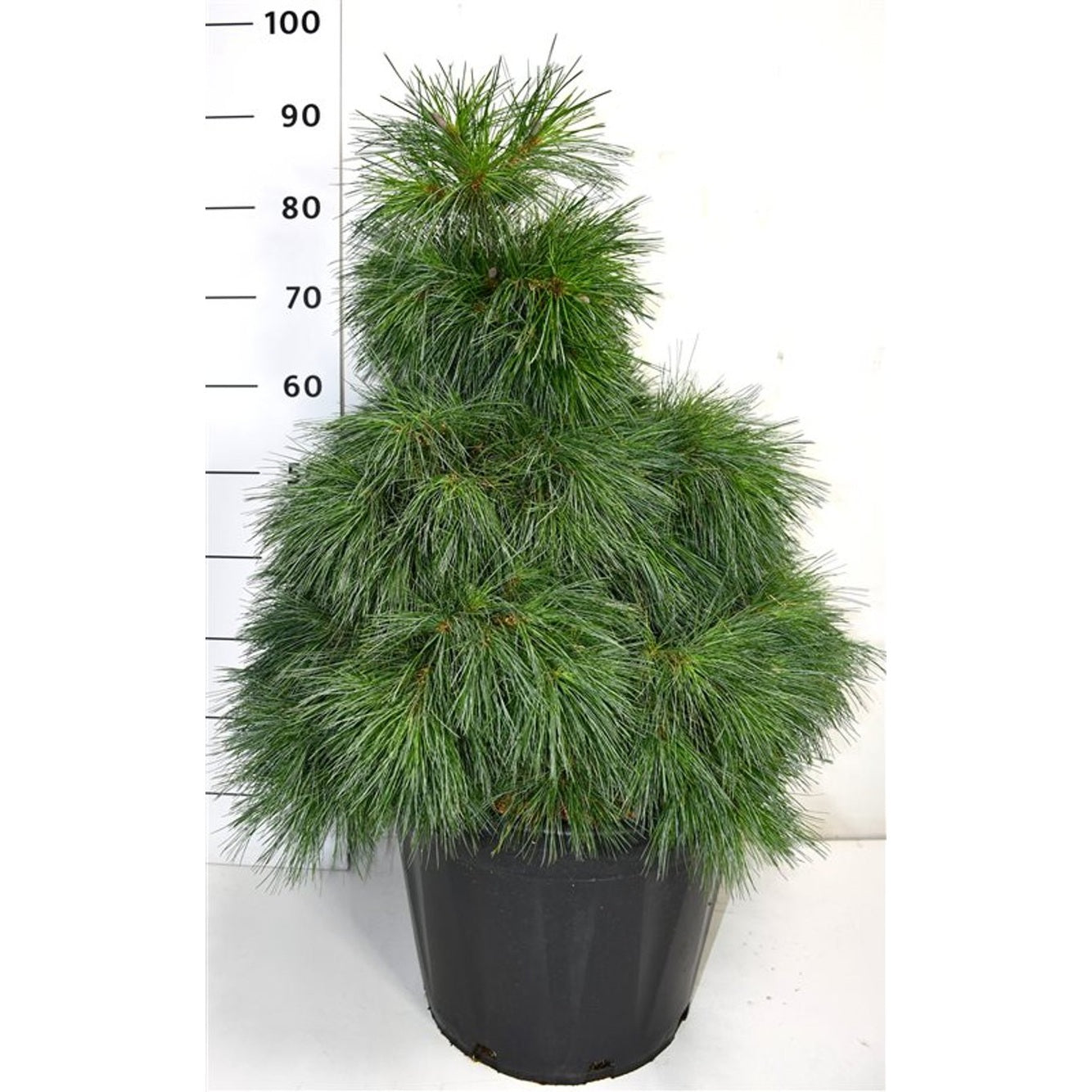 Västra vit­tall – Pinus strobus 'Niagara Falls' - C25 50-60 cm.