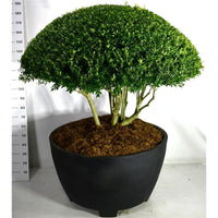 Japansk järnek – Ilex crenata 'Blondie' - C 450 Decopot 150-175 cm. Parasol