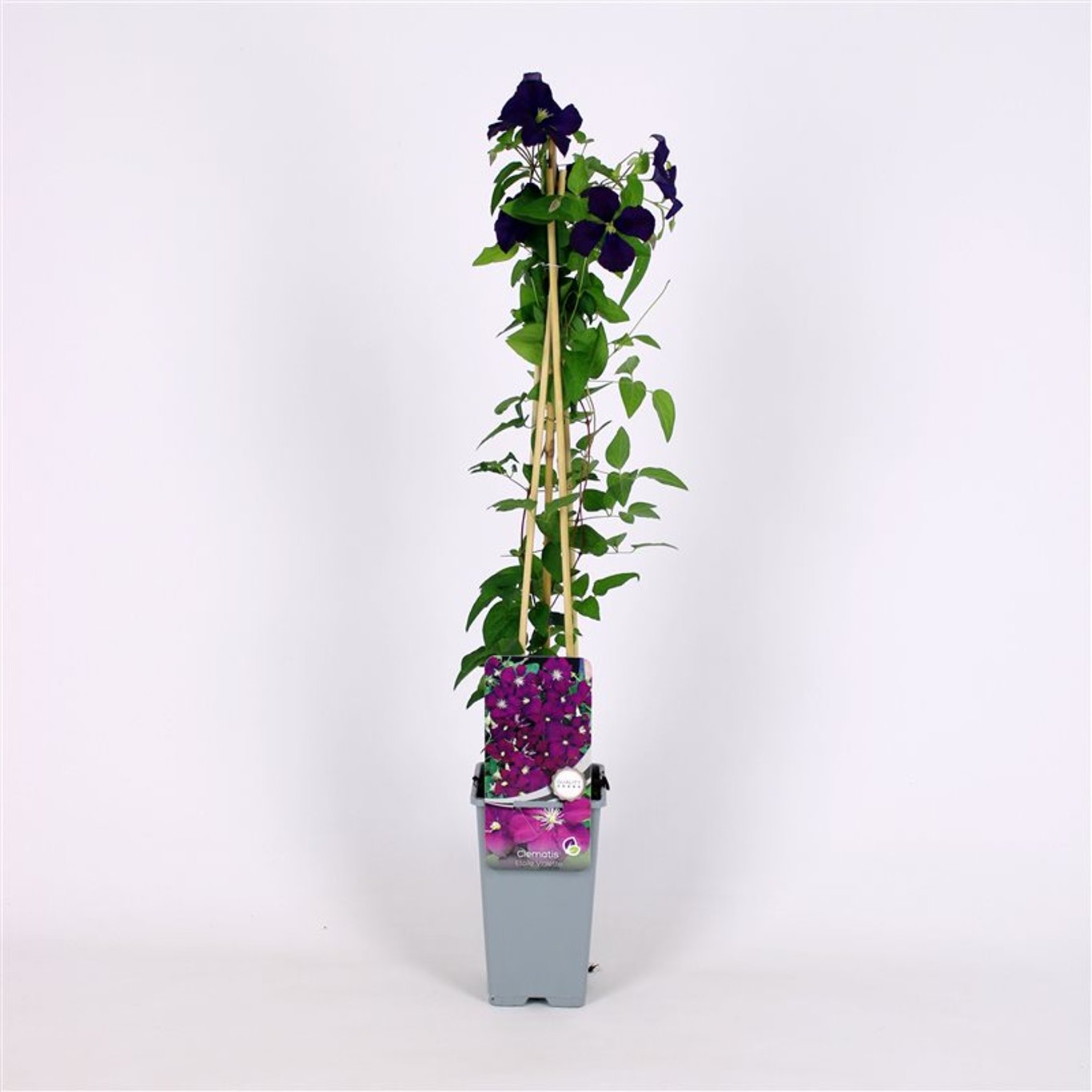 Klematis – Clematis 'Etoile Violette' - C2 70/+ CM