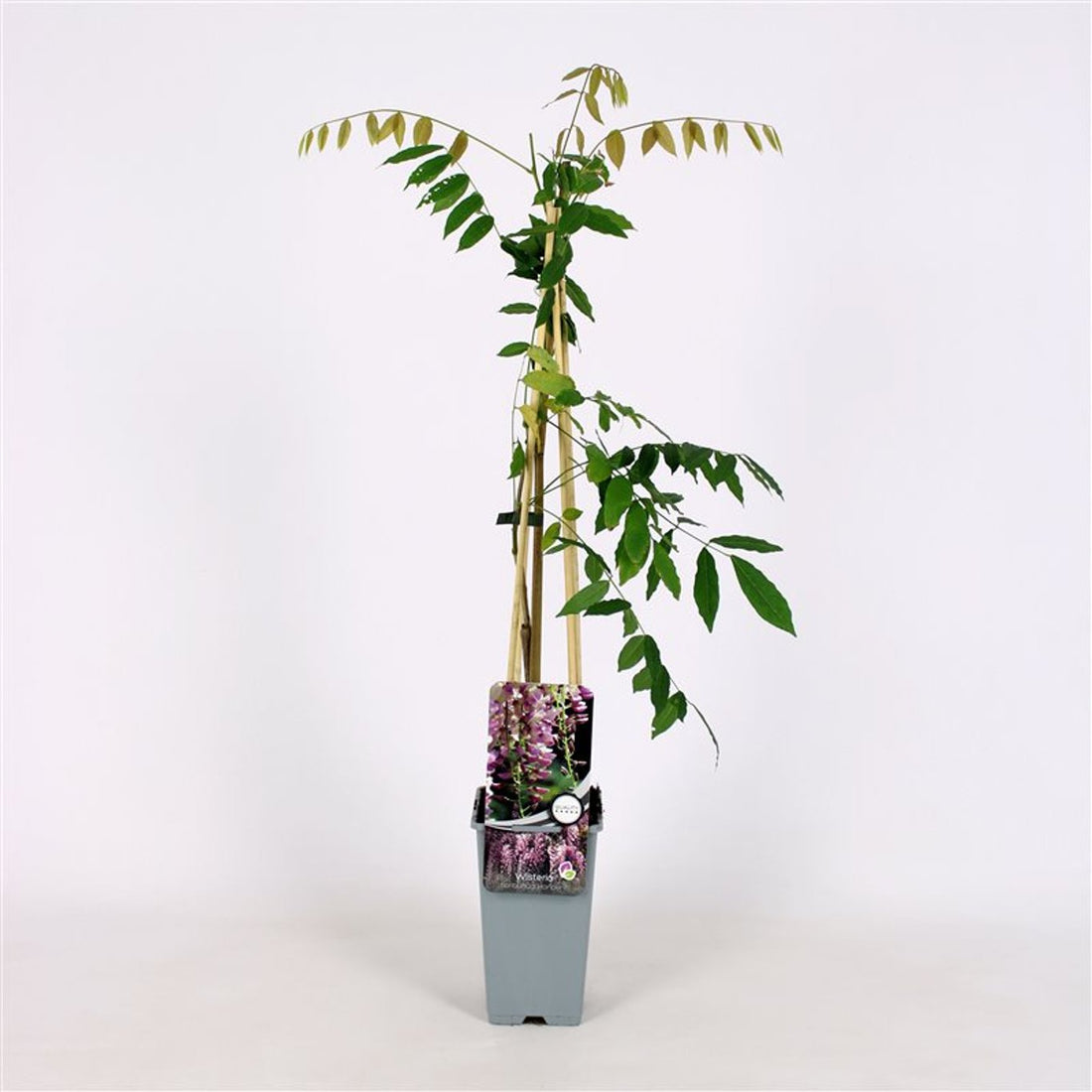 Blåregn – Wisteria floribunda &