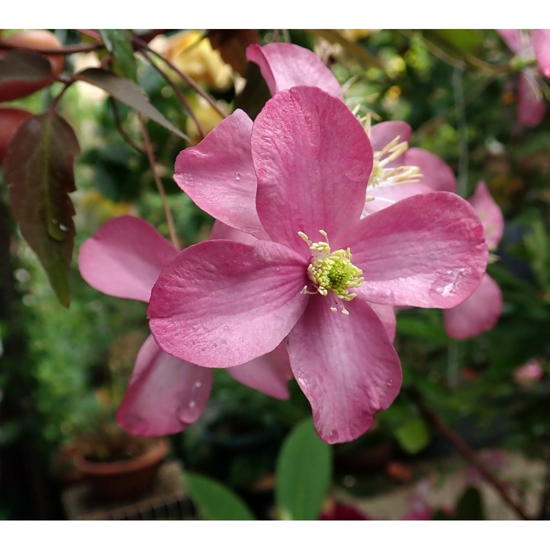 Klematis – Clematis 'Freda' - C2 50-60 CM 3 Stick