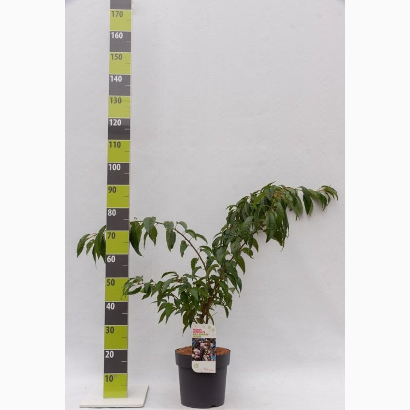 Japanskt körsbär – Prunus 'Kiku-shidare-zakura' - C7,5