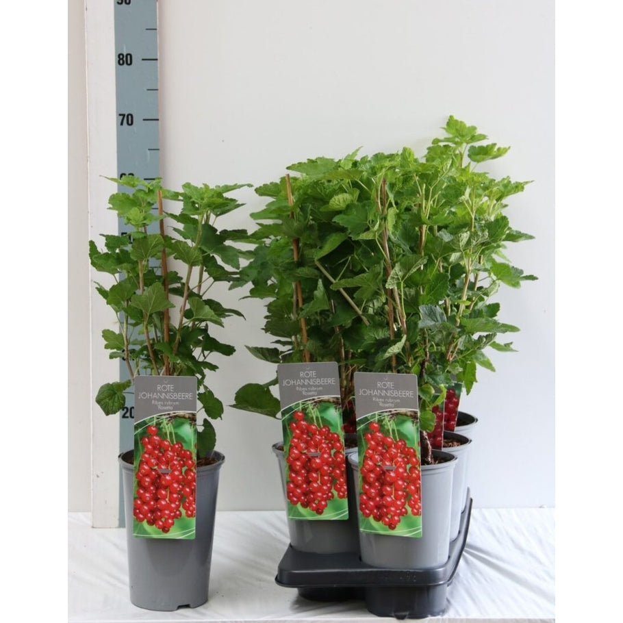 Röda vinbär – Ribes rubrum 'Rosetta' - C3 40-60 CM