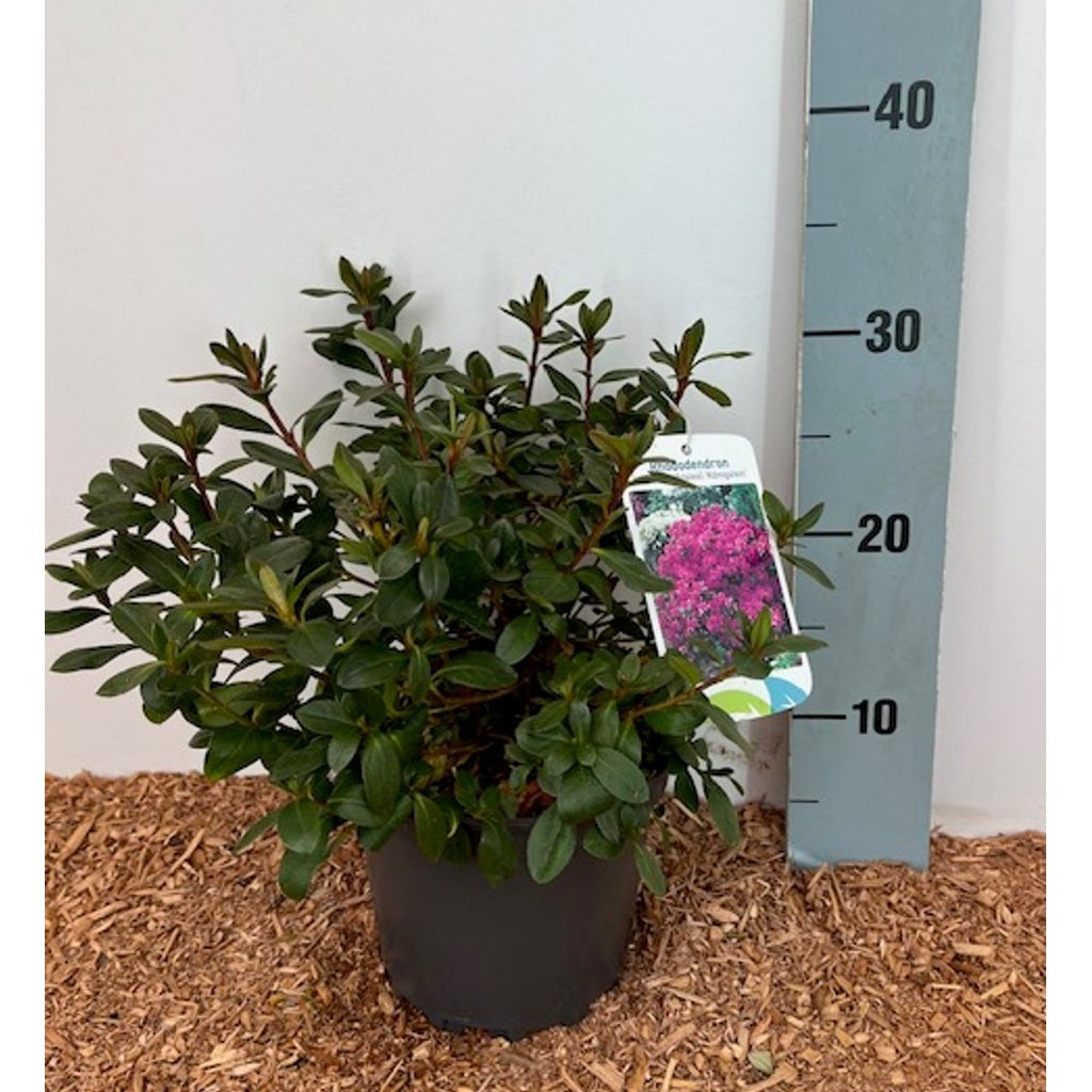 Rhododendron – Rhododendron (AJ); 'Königstein' - C2 20-25 CM
