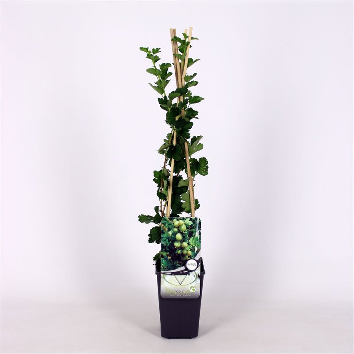 Krusbär – Ribes uva-crispa 'Hinnonmäki White' - C2 70/+ CM