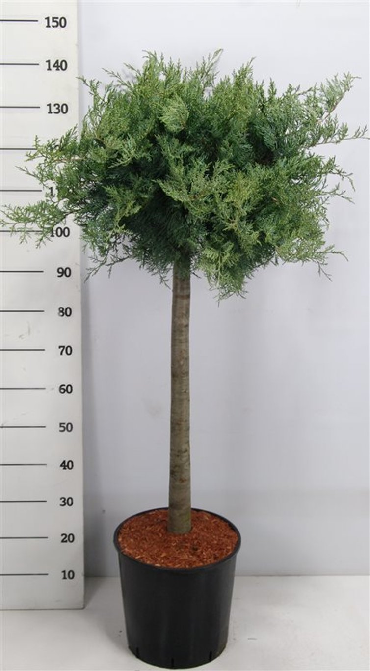 Virginsk en – Juniperus virginiana &