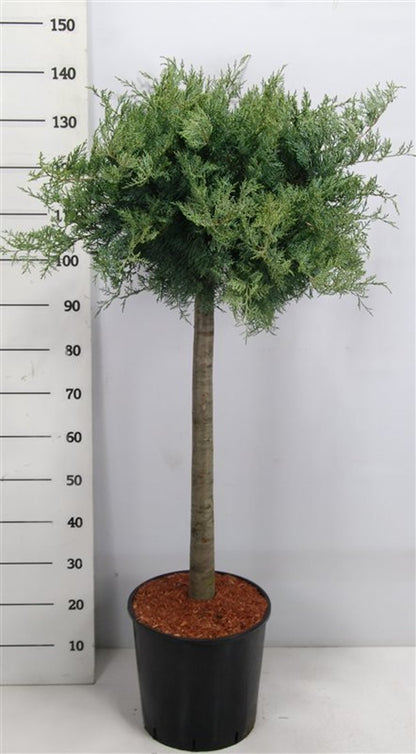 Virginsk en – Juniperus virginiana &