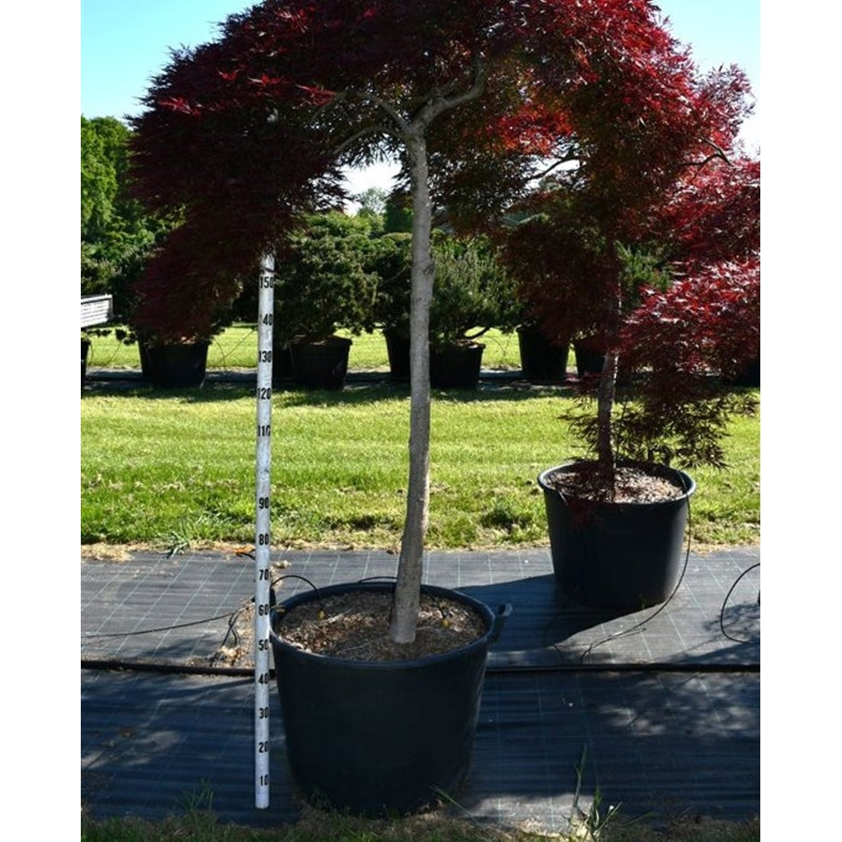 Japansk lönn – Acer palmatum 'Inaba-shidare' - C160 120-140 cm. Stam